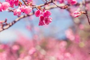 hintergrund natur blume valentine prunus cerasoides foto