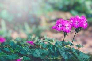 Hintergrund Natur Blume. Gartenblumen foto