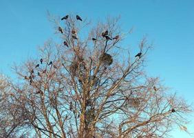 Vögel Raben sitzen auf einem Baum foto