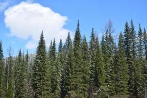 Die Natur Ostsibiriens. Taiga. Gebiet Krasnojarsk foto