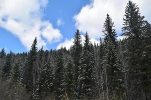 Die Natur Ostsibiriens. Taiga. Gebiet Krasnojarsk foto