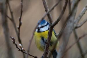 junge Blaumeise foto