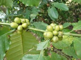 Kaffeebohnen auf Kaffeezweigen, Bio-Kaffee in Indonesien foto