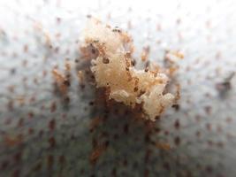 Makrofoto - Ameisenkolonien, die auf dem Rest des Snacks mit verschwommenem Hintergrund gruppiert sind foto