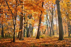 Blätter der Herbstforststraße fallen in Bodenlandschaft auf herbstlichem Hintergrund. schöne saisonale naturlandschaft, helles sonnenlicht mit goldenen orangenbaumblättern, idyllischer abenteuerwanderweg
