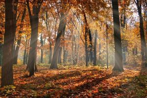 Blätter der Herbstforststraße fallen in Bodenlandschaft auf herbstlichem Hintergrund. schöne saisonale naturlandschaft, helles sonnenlicht mit goldenen orangenbaumblättern, idyllischer abenteuerwanderweg foto