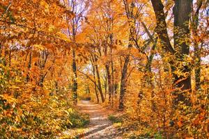 Blätter der Herbstforststraße fallen in Bodenlandschaft auf herbstlichem Hintergrund. schöne saisonale naturlandschaft, helles sonnenlicht mit goldenen orangenbaumblättern, idyllischer abenteuerwanderweg foto