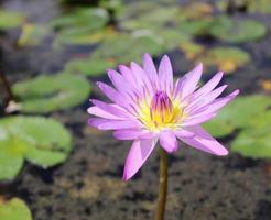 schöner Lotus im Teich. foto