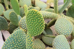 schöner kaktus im garten foto