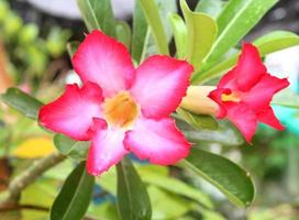 Blumenhintergrund. tropische Blume rosa Adenium. Wüstenrose. foto