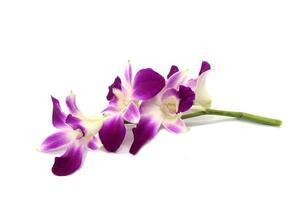 Orchideenblüte, isoliert foto