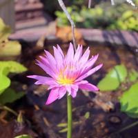 schöner Lotus im Teich foto