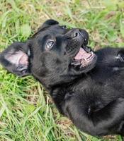 Der schwarze Labrador-Retriever-Hund liegt auf dem grünen Gras. Labrador-Welpe. foto