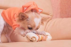 Der Hund nagt an einem Knochen. Chihuahua isst auf einem beigen Sofa. foto