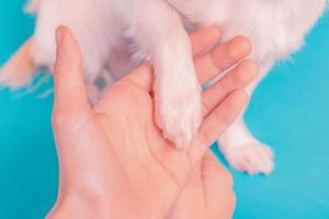 Makrofoto von Pfoten. Die Pfote eines kleinen weißen Hundes liegt auf der Handfläche auf blauem Grund. foto