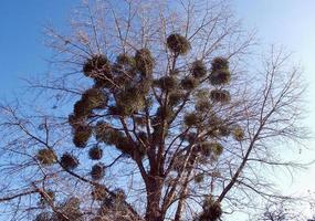 Pappel blauer Himmel im Herbst foto