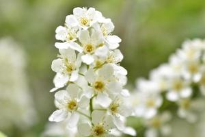 weiße Blüten des gemeinen chrem prunus padus oder der Vogelkirschtraube foto