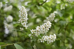 weiße Blüten des gemeinen chrem prunus padus oder der Vogelkirschtraube foto