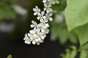 weiße Blüten des gemeinen chrem prunus padus oder der Vogelkirschtraube foto