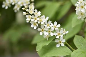weiße Blüten des gemeinen chrem prunus padus oder der Vogelkirschtraube foto