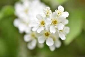 weiße Blüten des gemeinen chrem prunus padus oder der Vogelkirschtraube foto