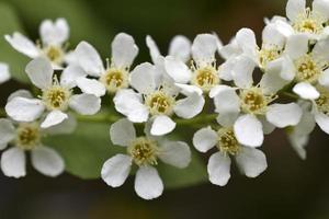 weiße Blüten des gemeinen chrem prunus padus oder der Vogelkirschtraube foto