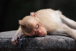 Goldener Affenmakaken schläfrig foto