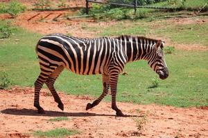 Zebra-Tier-Safari-Wildtiere foto