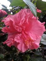 Makrofoto von rosa Hibiskusblüten im Garten foto