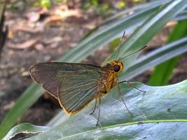 brauner bananenblatt rollender raupenschmetterling ist auf dem blatt foto