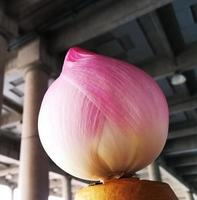rosa Lotusknospenblume, Anbetungssymbol. foto