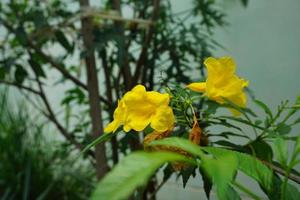 gelbe Blüten mit Blättern foto