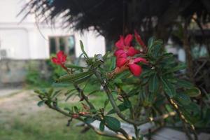 dunkelrosa Blume foto