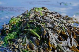 algen im atlantik der bretagne, frankreich foto