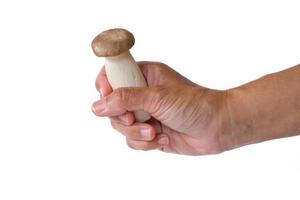 Nahaufnahme der männlichen Hand, die einen Oringhi-Pilze oder Pleurotus eryngii isoliert auf weißem Hintergrund hält. sexuelle Kommunikation und Dysfunktion, Pilz soll Penis sein. wie der kleine Penis des Mannes. foto