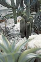 Kaktus hautnah mit unscharfem Hintergrund foto