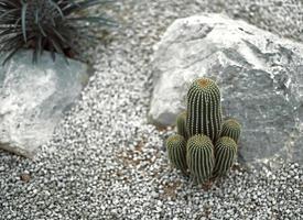 Kaktus hautnah mit unscharfem Hintergrund foto