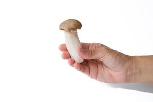 Nahaufnahme der männlichen Hand, die einen Oringhi-Pilze oder Pleurotus eryngii isoliert auf weißem Hintergrund hält. sexuelle Kommunikation und Dysfunktion, Pilz soll Penis sein. wie der kleine Penis des Mannes. foto