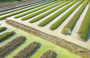 Luftaufnahme von Landwirten, die Wasserspinatgemüse mit einer Bootsmaschine im Garten gießen, die in Reihe entlang des Flusses für landwirtschaftliche Zwecke gepflanzt wurde foto