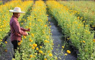 Der asiatische Gärtner schneidet gelbe Ringelblumenblüten mit einer Gartenschere für das Schnittblumengeschäft für die tote Kopf-, Anbau- und Erntezeit