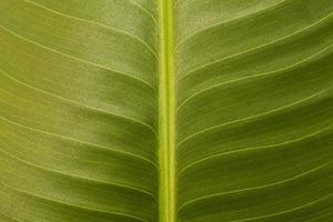 die Textur eines künstlichen Pflanzenblattes foto