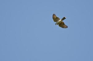 scharfhäutiger Falke, der in einem blauen Himmel fliegt