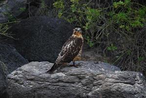 Galapagos-Falke thront auf einem Felsen foto