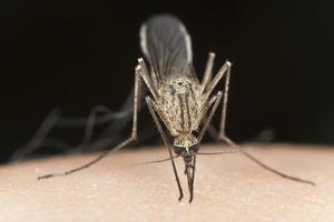 Mücke saugt Blut, extreme Nahaufnahme