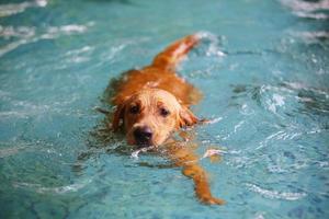 Labrador Retriever schwimmen im Schwimmbad. Hund schwimmen. foto