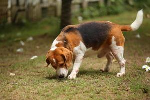 Beagle-Spaziergang im Park. Hund auf der Wiese. foto