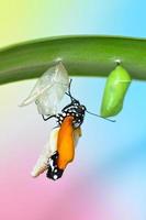 Schmetterling auf Blatt nach dem Auftauchen aus einer Puppe foto