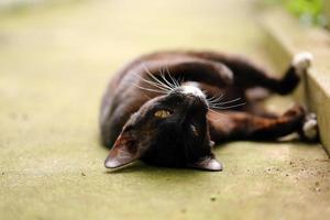 süße schwarze katze, die auf dem rücken auf dem boden liegt foto