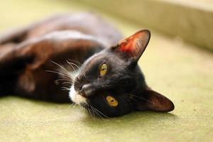 junge schwarze katze, die im freien auf dem boden liegt, schläfrige katze foto