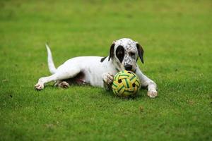 Hund spielt mit Spielzeug im Park. Hund auf der Wiese. foto